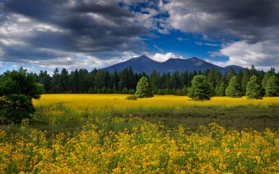 Ered Sul needs officers!